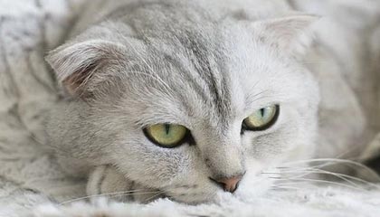 九游娱乐APP-中国足球比赛中球员心理波动周期追踪，足球心理素质